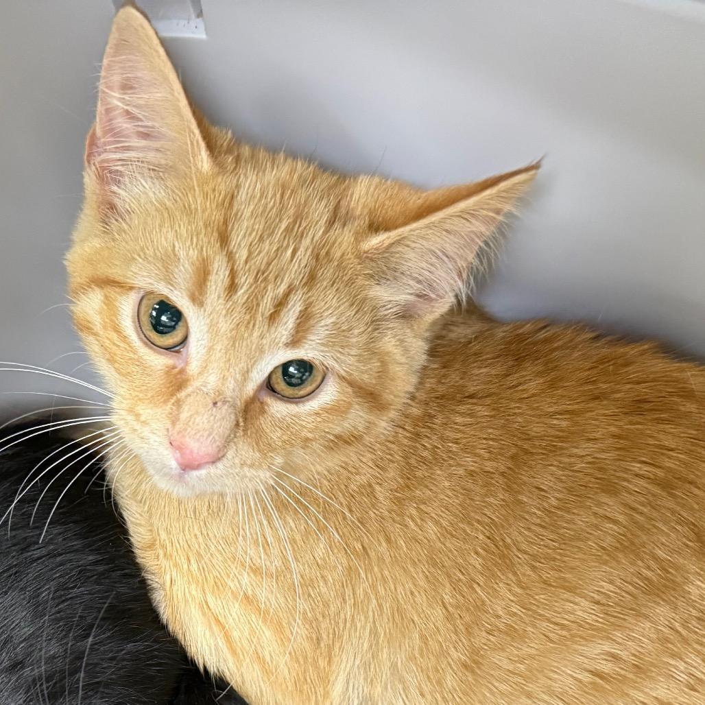 Barn Cat Sid, Adoptable, Kitten Male Domestic Short Hair.