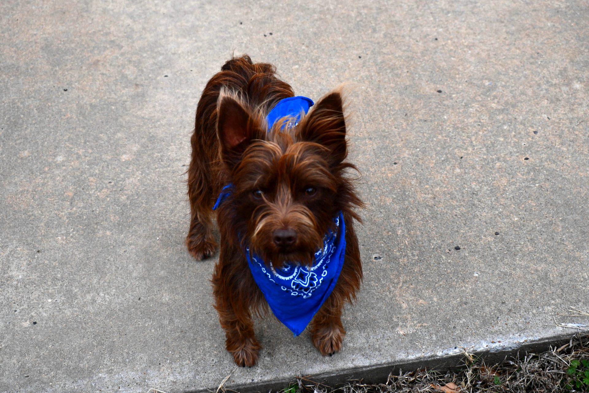 Enlarge Coco, a ADOPTABLE Yorkshire Terrier in Muldrow, OK image 3/3