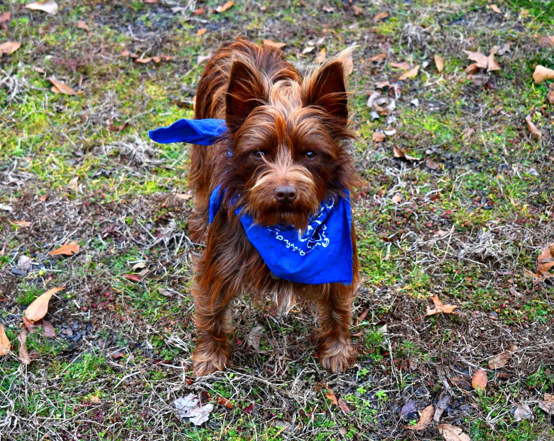 Enlarge Coco, a ADOPTABLE Yorkshire Terrier in Muldrow, OK image 2/3