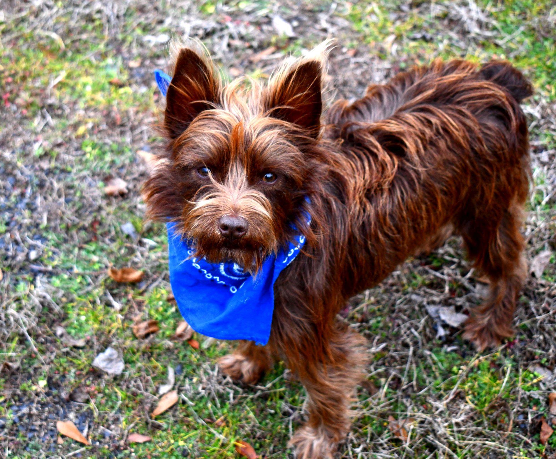 Coco, ADOPTABLE, Adult Male Yorkshire Terrier.