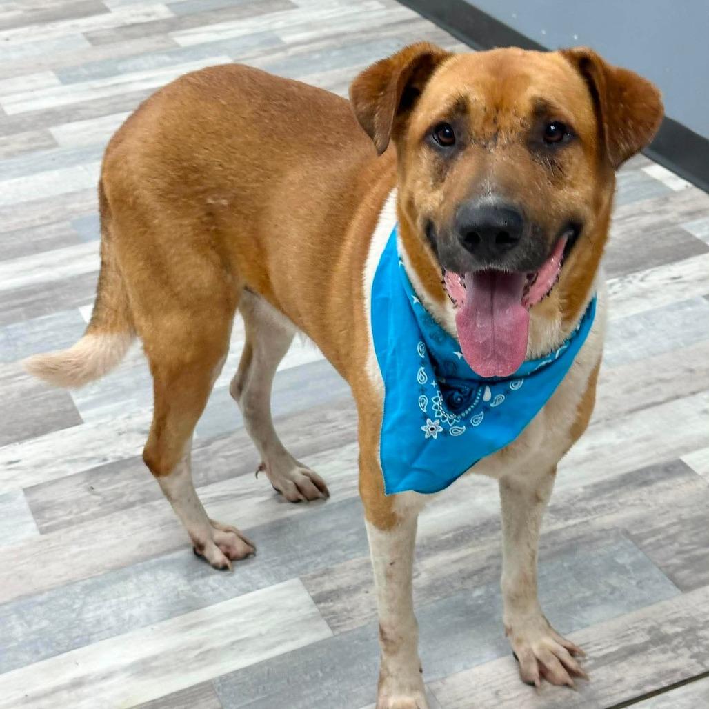 Hunter, Adoptable, Adult Male Mixed Breed.