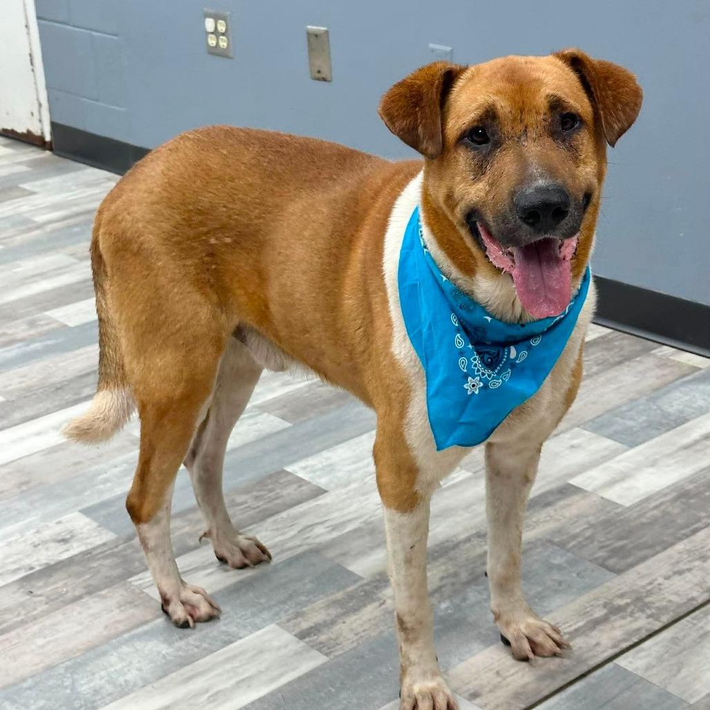Enlarge Hunter, a Adoptable Mixed Breed in Lufkin, TX image 2/4