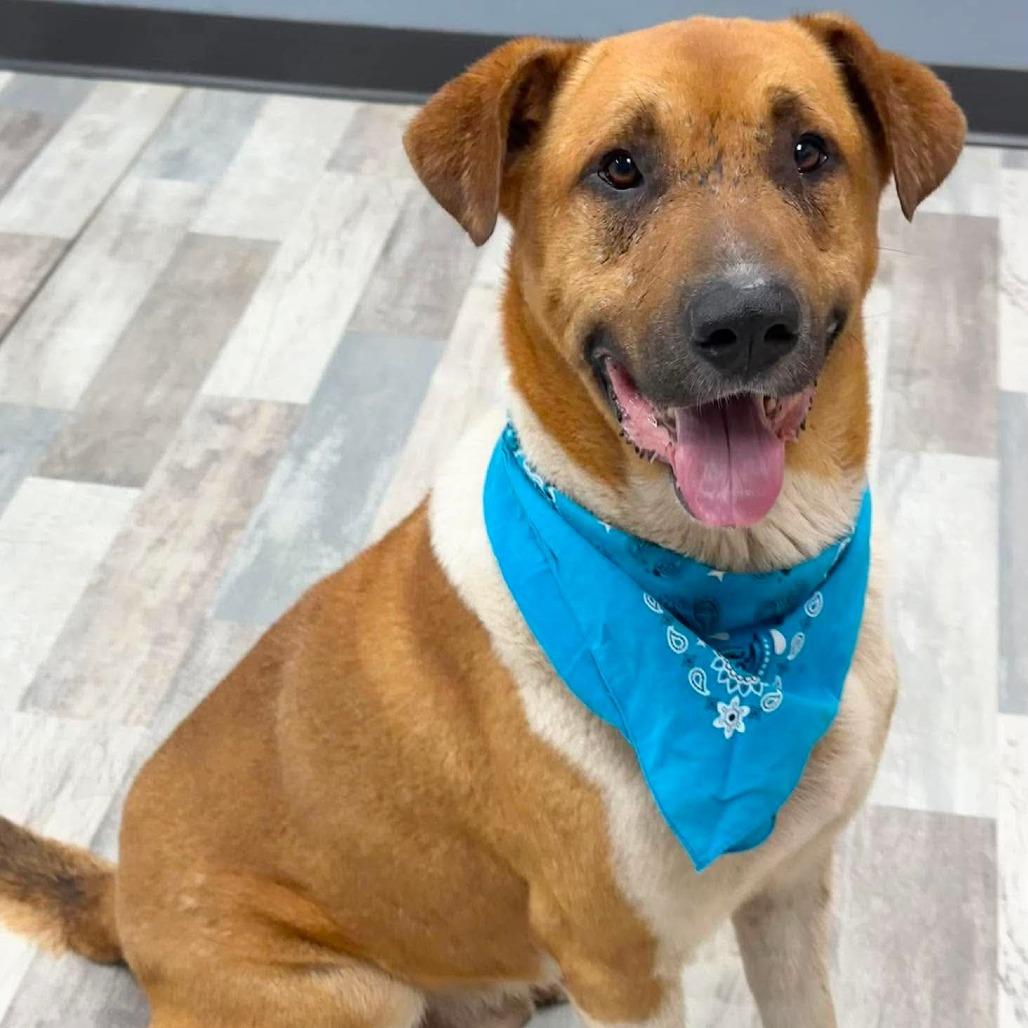 Enlarge Hunter, a Adoptable Mixed Breed in Lufkin, TX image 3/4