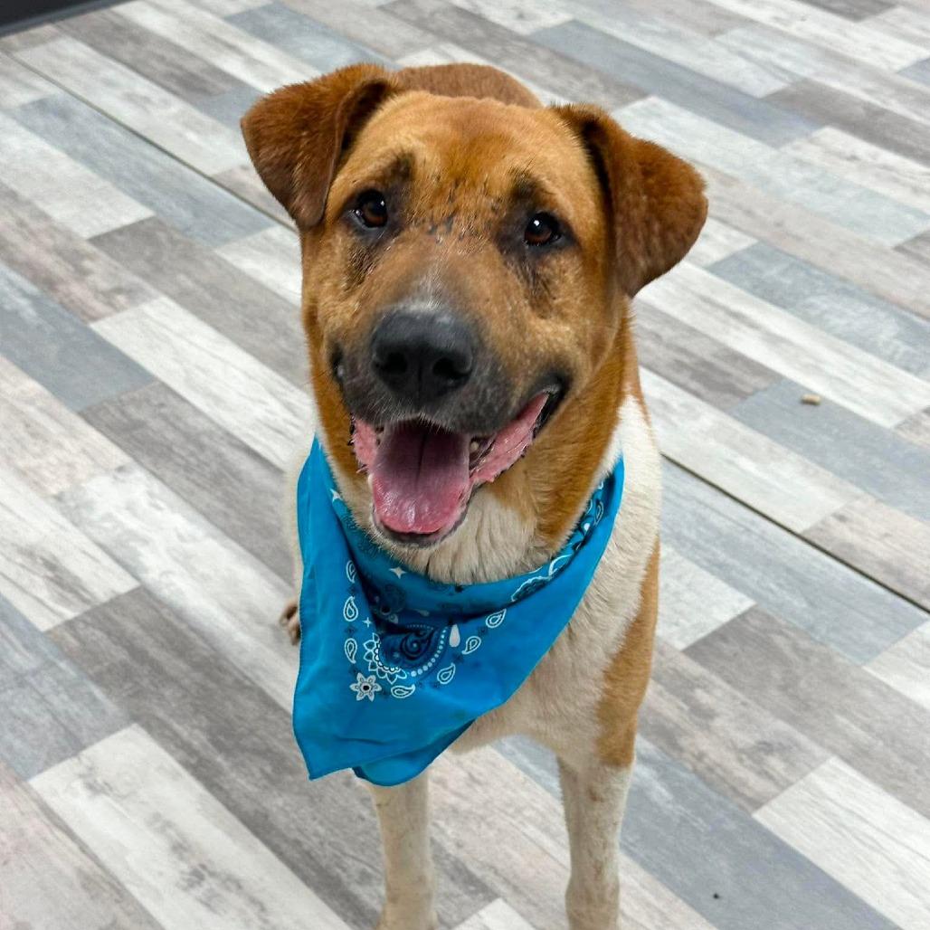 Enlarge Hunter, a Adoptable Mixed Breed in Lufkin, TX image 4/4