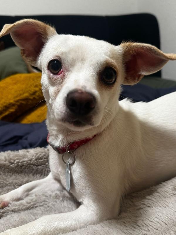 Enlarge Tilly, a Adoptable mixed breed in St. Petersburg, FL image 1/4