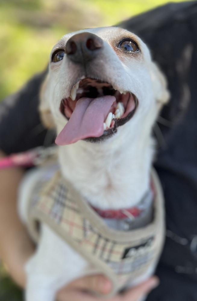 Tilly, Adoptable, Adult Female Chihuahua.