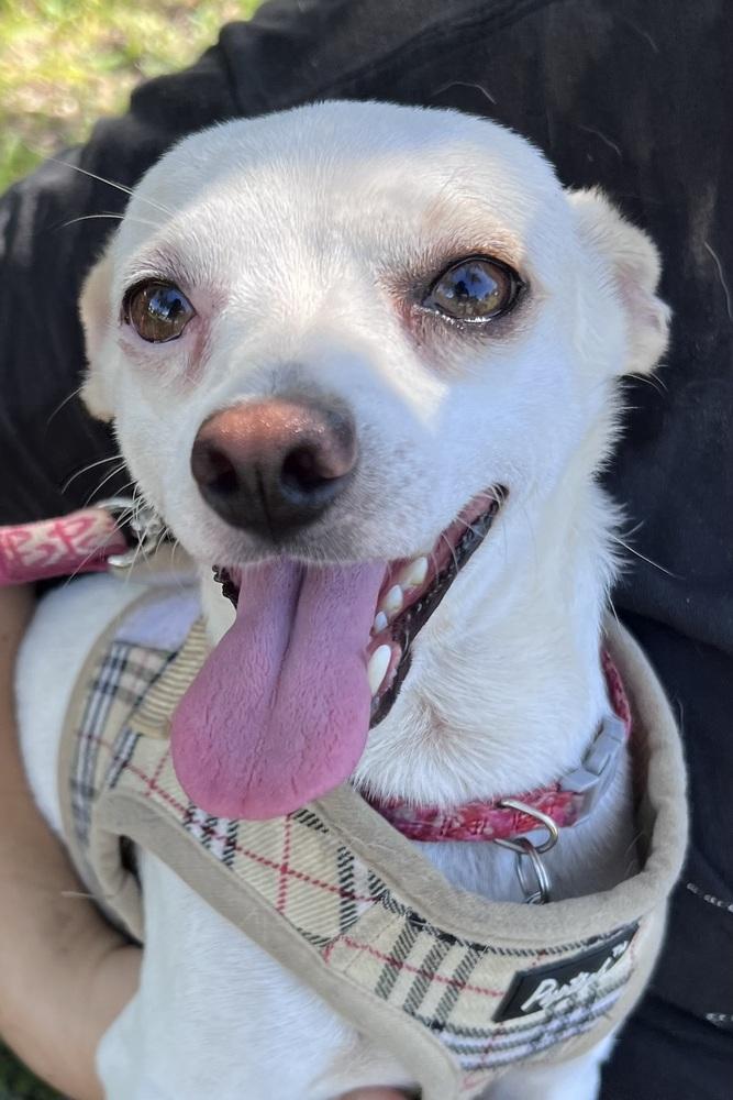 Enlarge Tilly, a Adoptable mixed breed in St. Petersburg, FL image 3/3