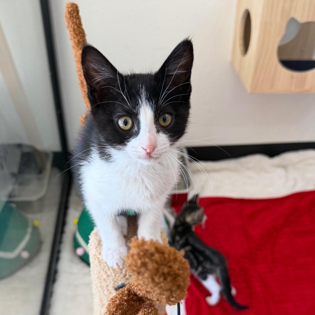 Enlarge Pearl, a Adoptable mixed breed in Tustin, CA image 2/5