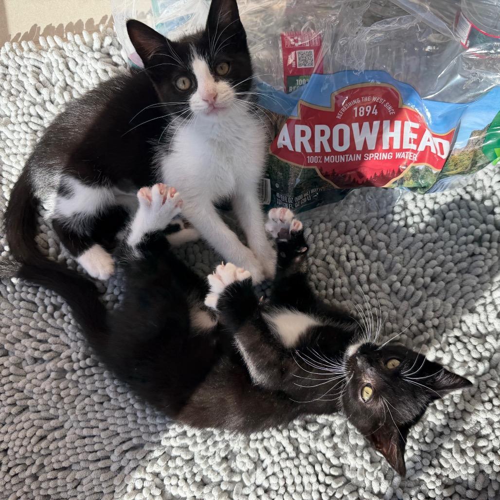 Enlarge Pearl, a Adoptable mixed breed in Tustin, CA image 3/5