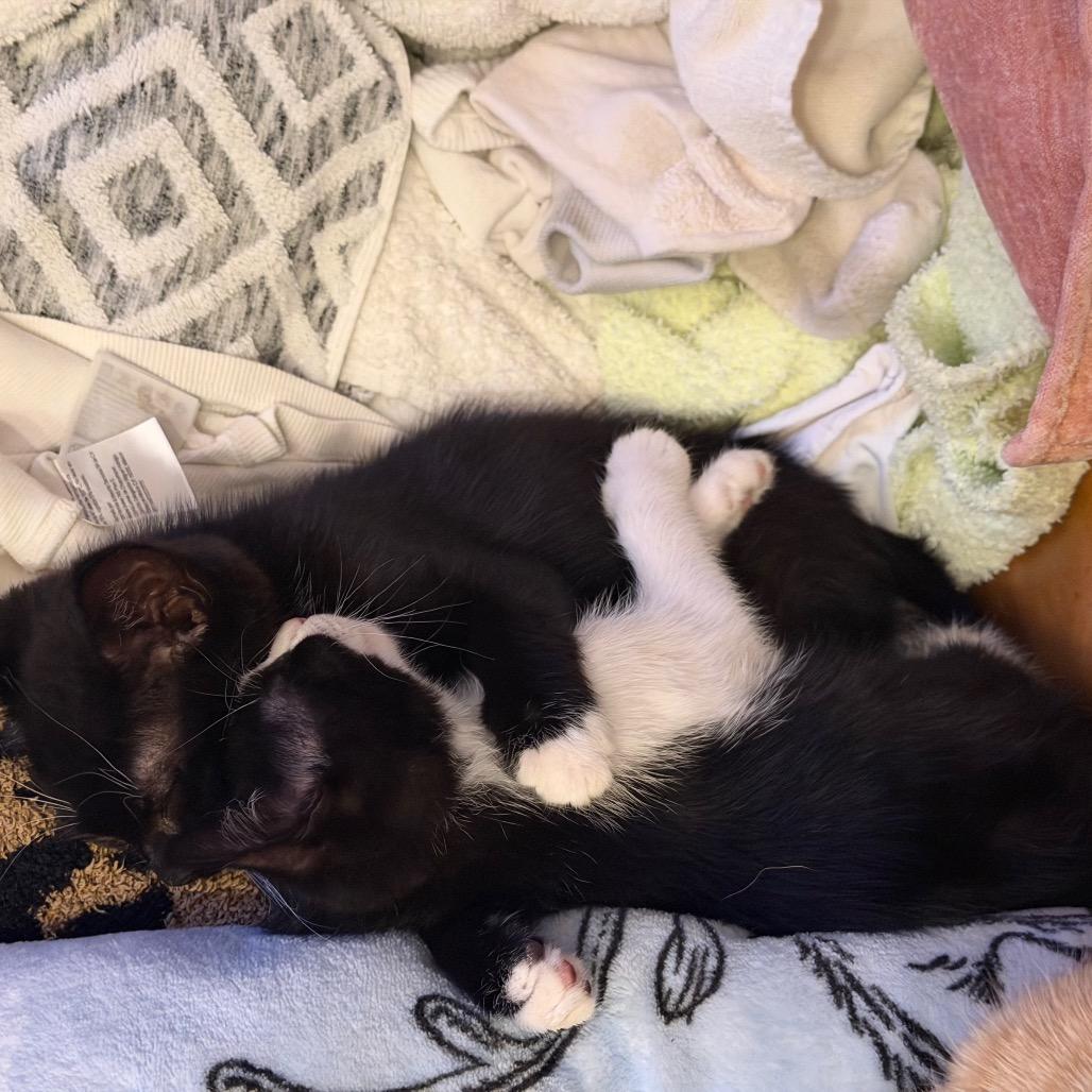 Enlarge Pearl, a Adoptable mixed breed in Tustin, CA image 4/5