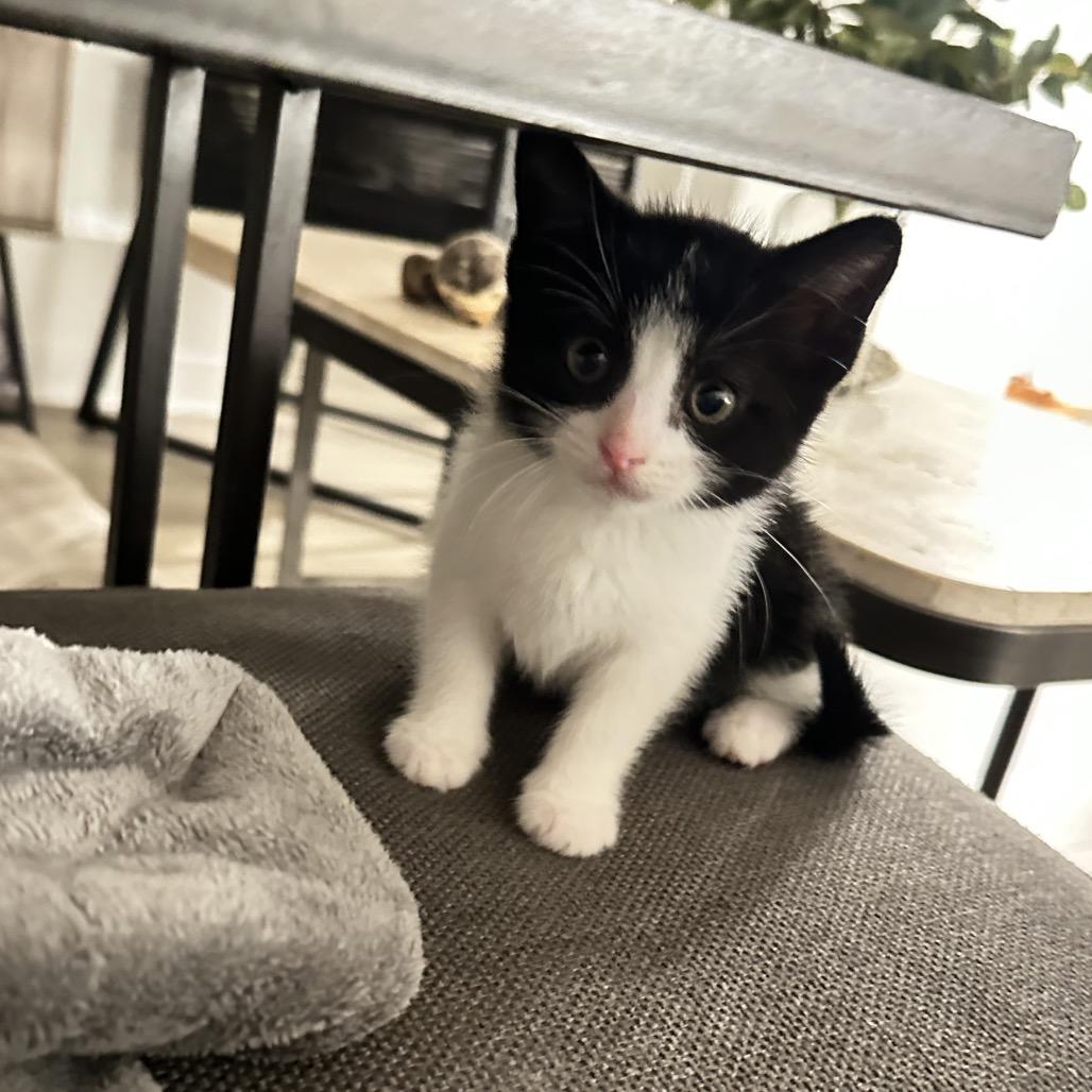 Enlarge Pearl, a Adoptable mixed breed in Tustin, CA image 5/5