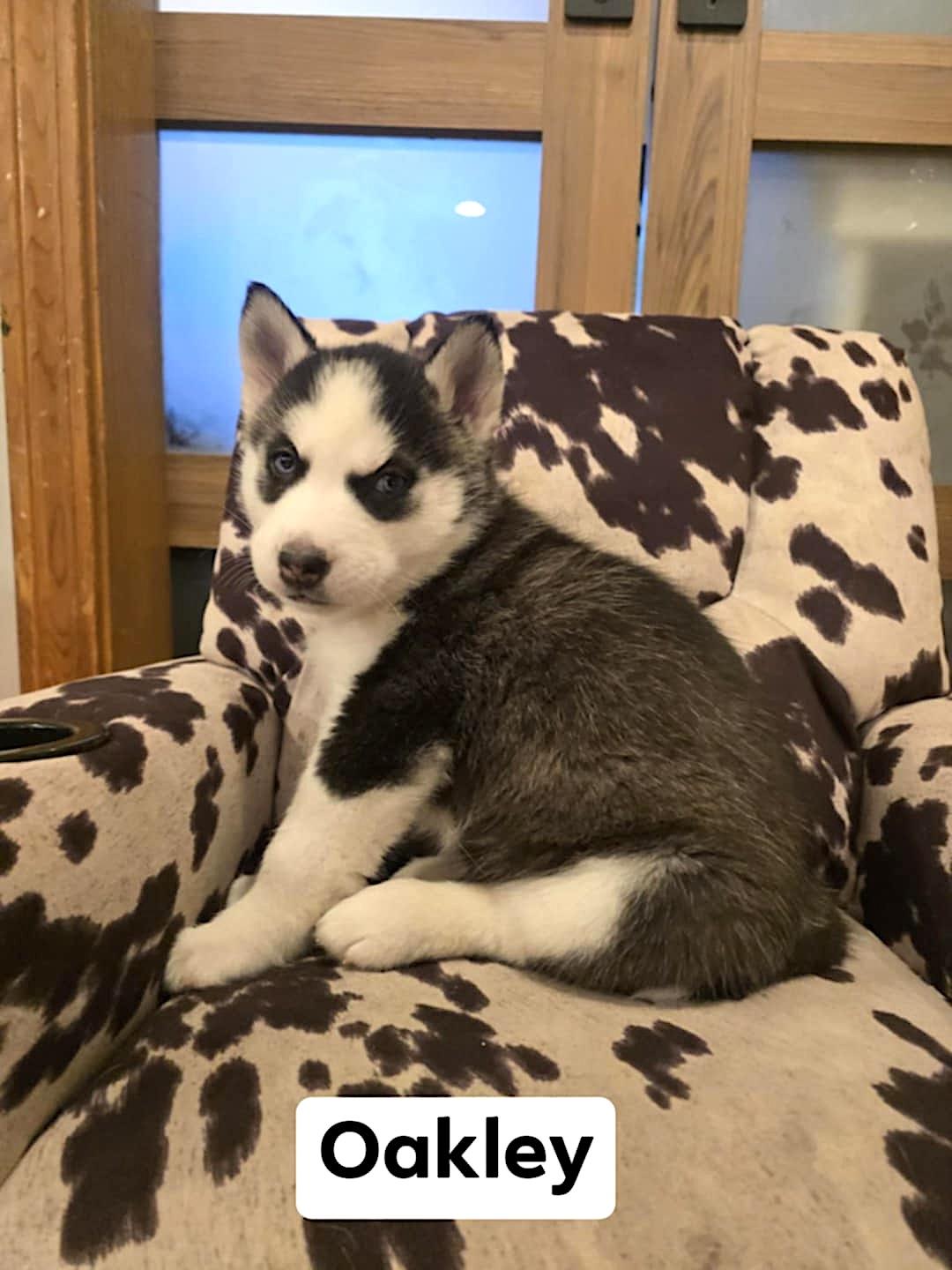 Enlarge Oakley, a ADOPTABLE Husky in Hopedale, MA image 2/3