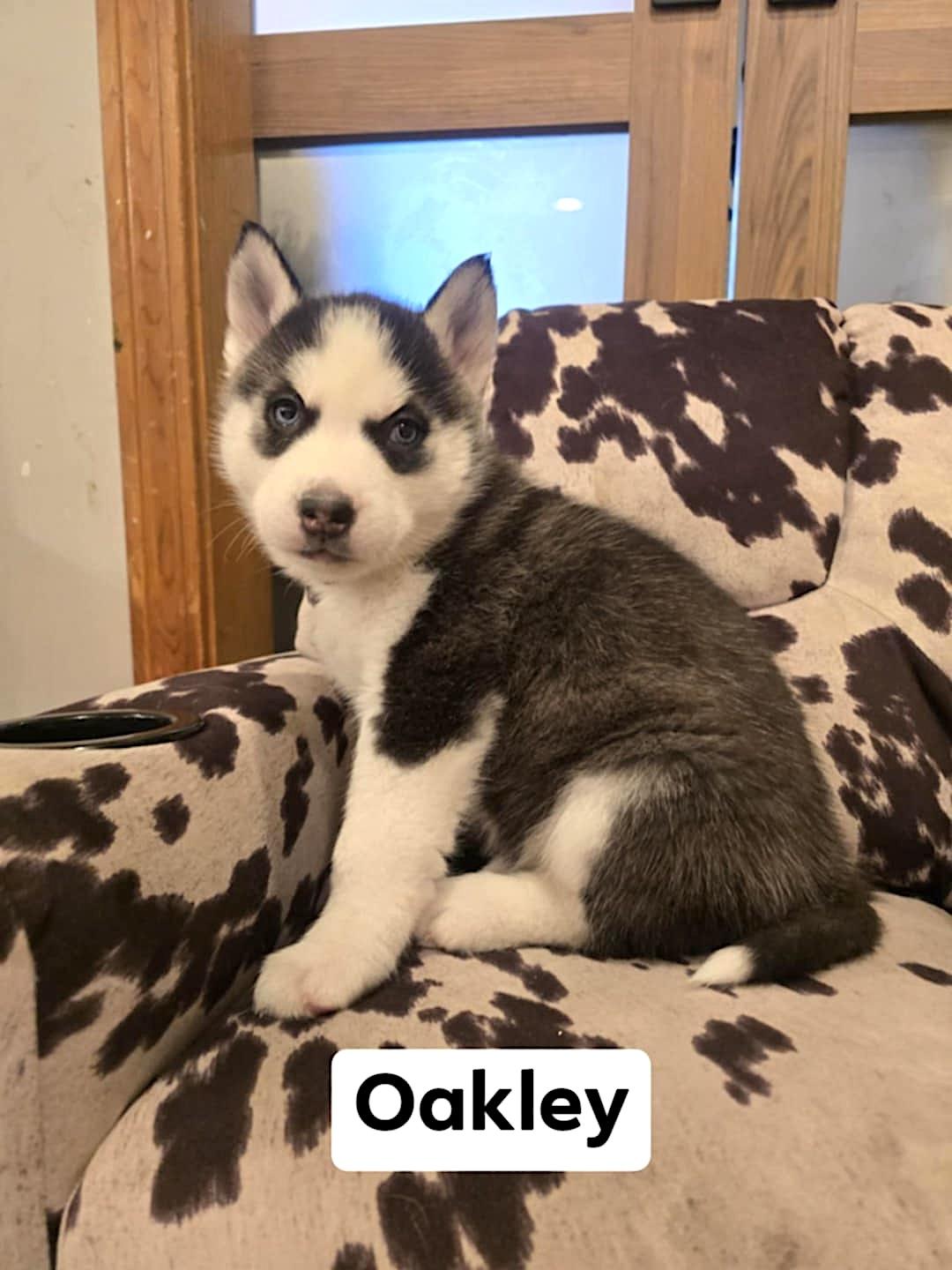 Enlarge Oakley, a ADOPTABLE Husky in Hopedale, MA image 3/3