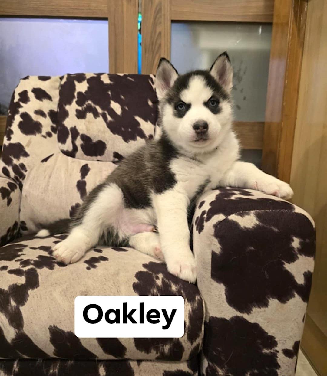 Oakley, ADOPTABLE, Puppy Male Husky.