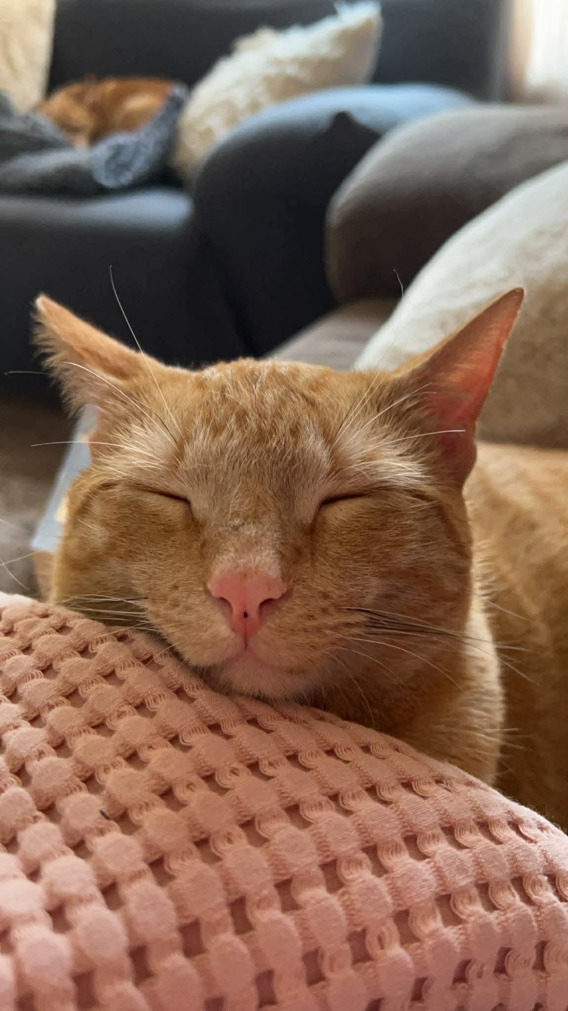 Monty, ADOPTABLE, Adult Male Domestic Short Hair.