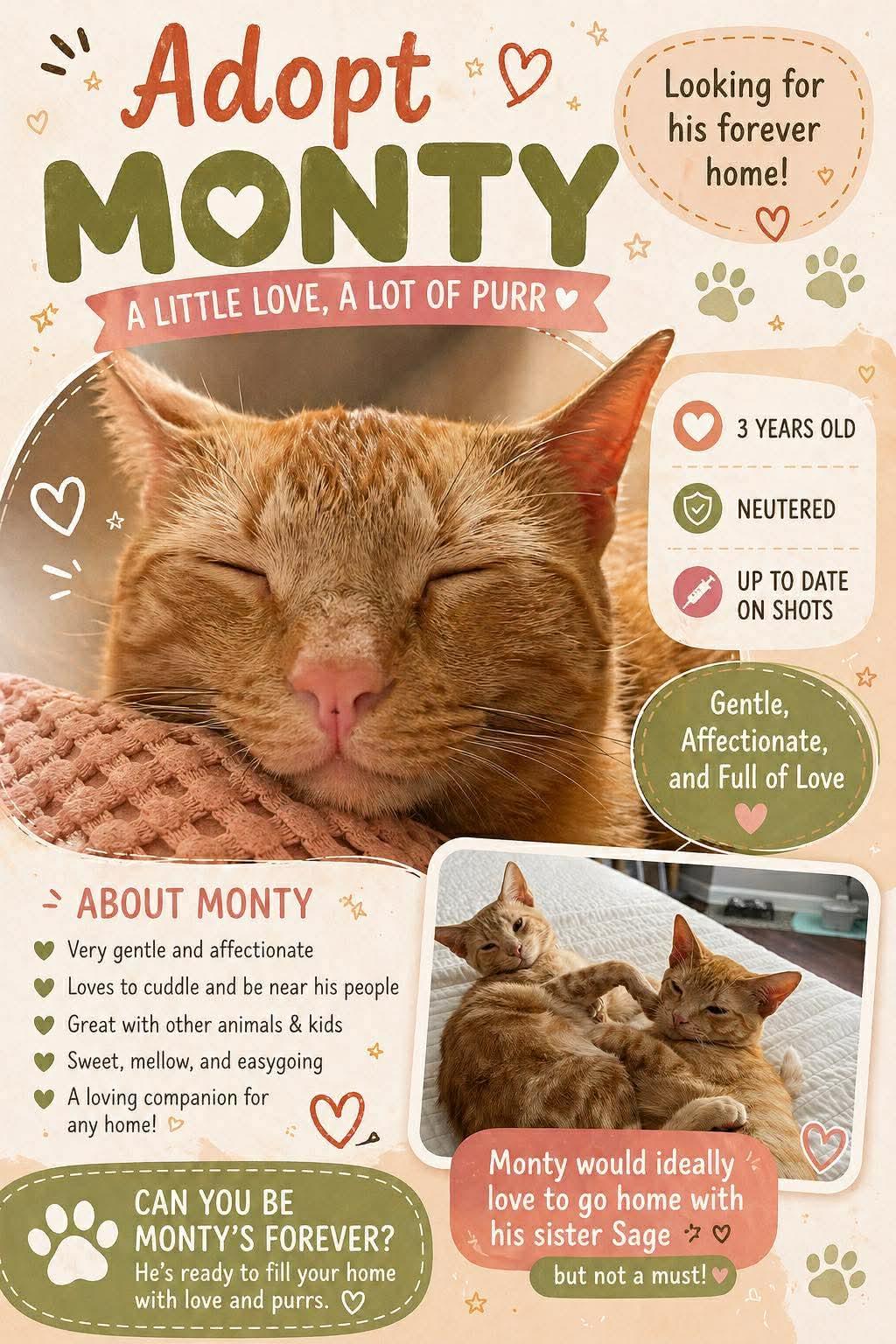 Enlarge Monty, a ADOPTABLE Domestic Short Hair in Atoka, TN image 4/4