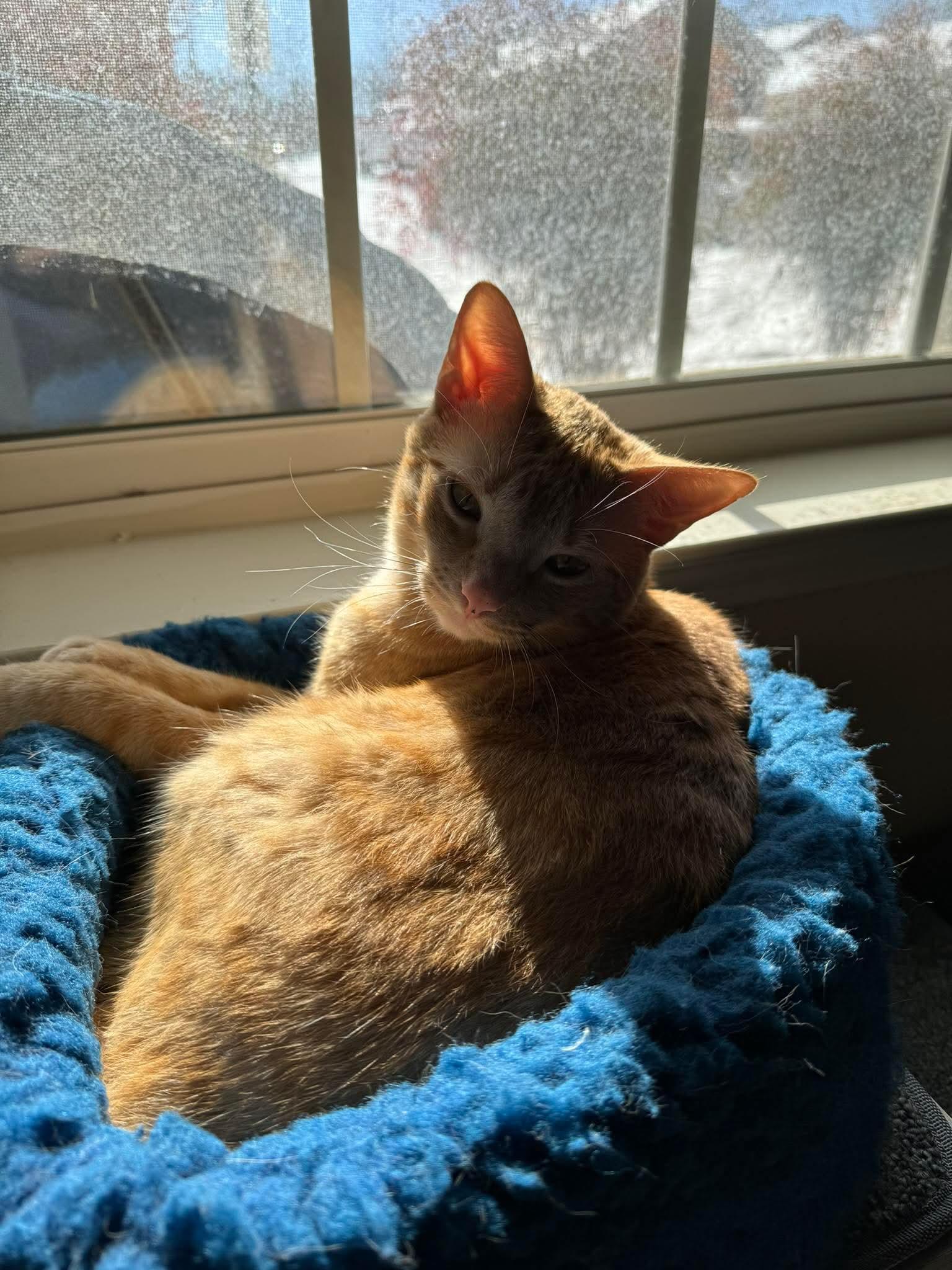 Enlarge Monty, a ADOPTABLE Domestic Short Hair in Atoka, TN image 2/4