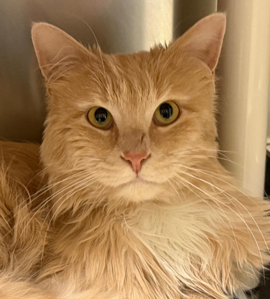 Siggy, Adoptable, Young Male Domestic Long Hair.