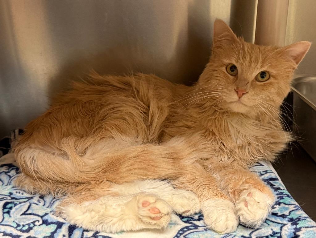 Siggy, a Adoptable Domestic Long Hair in Amery, WI image 2/2