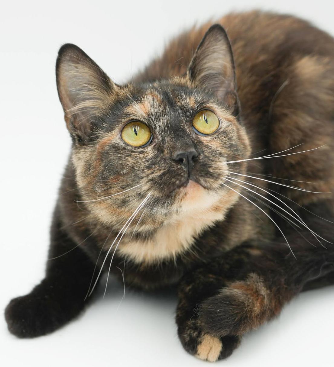 Enlarge ChaCha- could a kitten be any cuter!?  Able to go solo and WOW is she sweet n' gorgeous!, a Adoptable Tortoiseshell in Bedford Hills, NY image 2/6