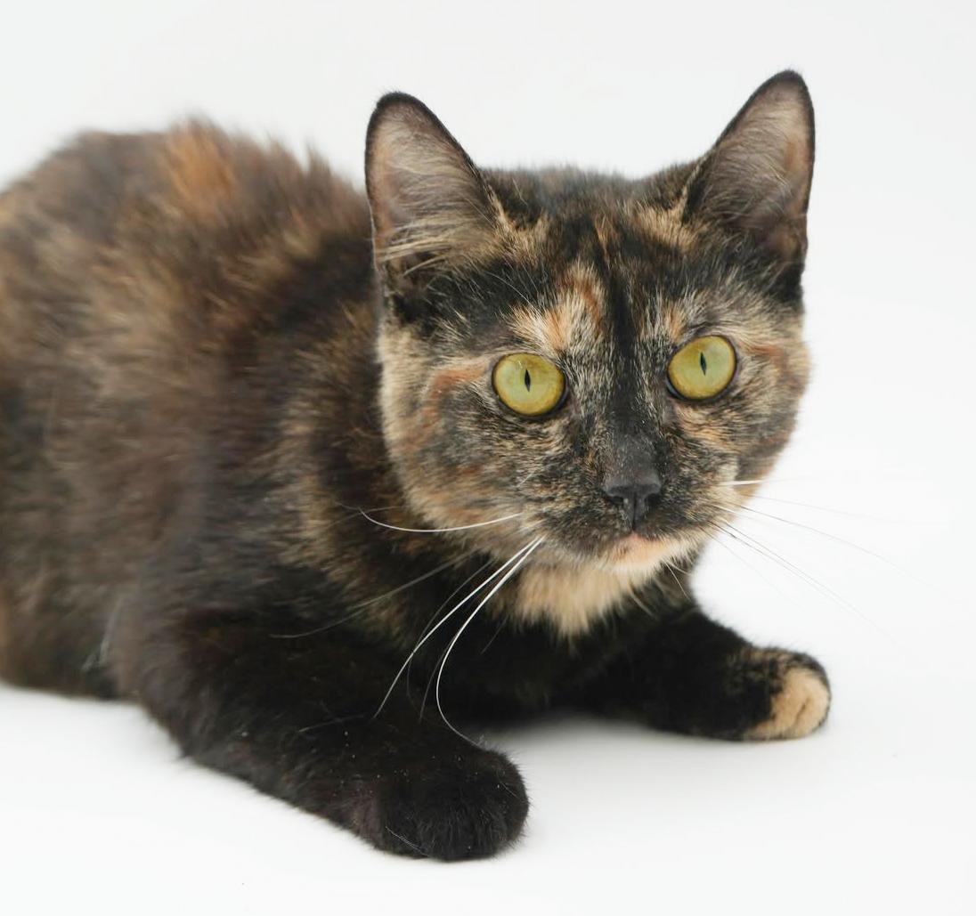Enlarge ChaCha- could a kitten be any cuter!?  Able to go solo and WOW is she sweet n' gorgeous!, a Adoptable Tortoiseshell in Bedford Hills, NY image 6/6
