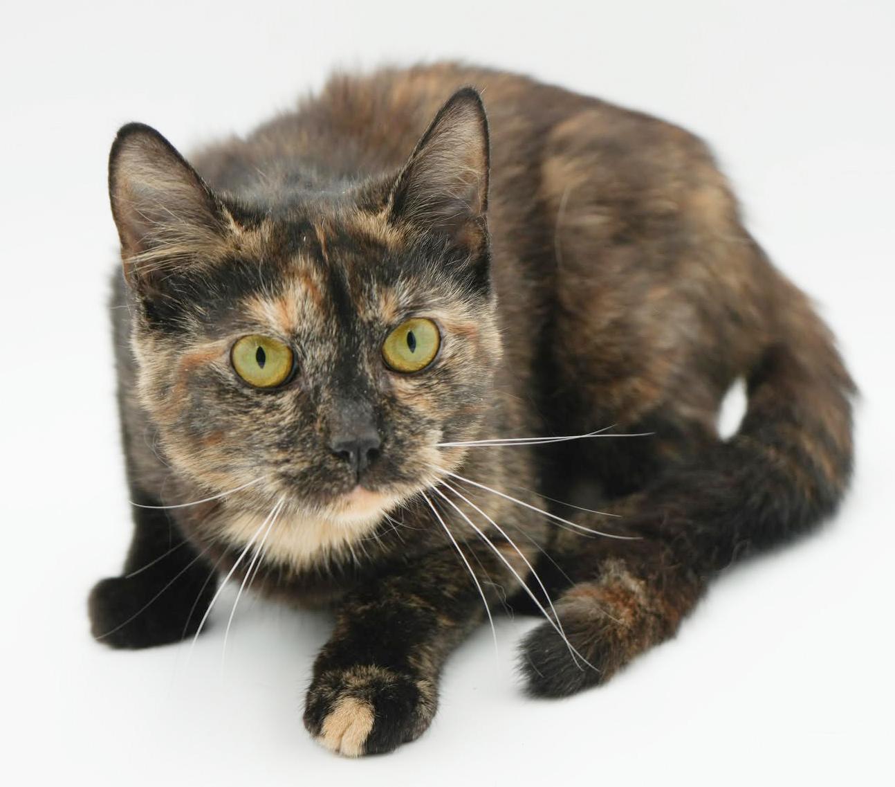 Enlarge ChaCha- could a kitten be any cuter!?  Able to go solo and WOW is she sweet n' gorgeous!, a Adoptable Tortoiseshell in Bedford Hills, NY image 5/6