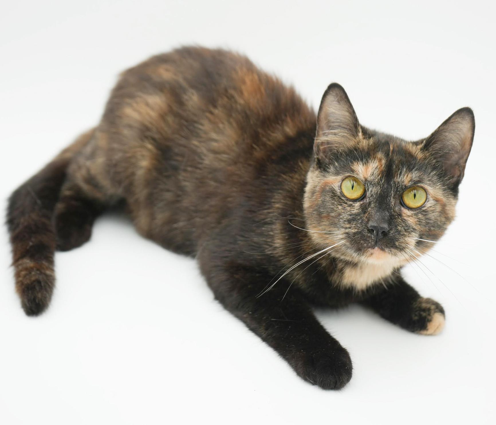Enlarge ChaCha- could a kitten be any cuter!?  Able to go solo and WOW is she sweet n' gorgeous!, a Adoptable Tortoiseshell in Bedford Hills, NY image 4/6