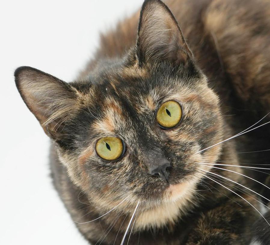 ChaCha- could a kitten be any cuter!?  Able to go solo and WOW is she sweet n' gorgeous!, Adoptable, Kitten Female Tortoiseshell.
