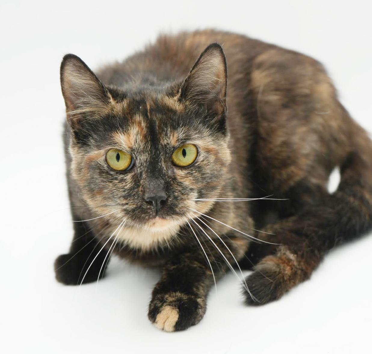 Enlarge ChaCha- could a kitten be any cuter!?  Able to go solo and WOW is she sweet n' gorgeous!, a Adoptable Tortoiseshell in Bedford Hills, NY image 3/6