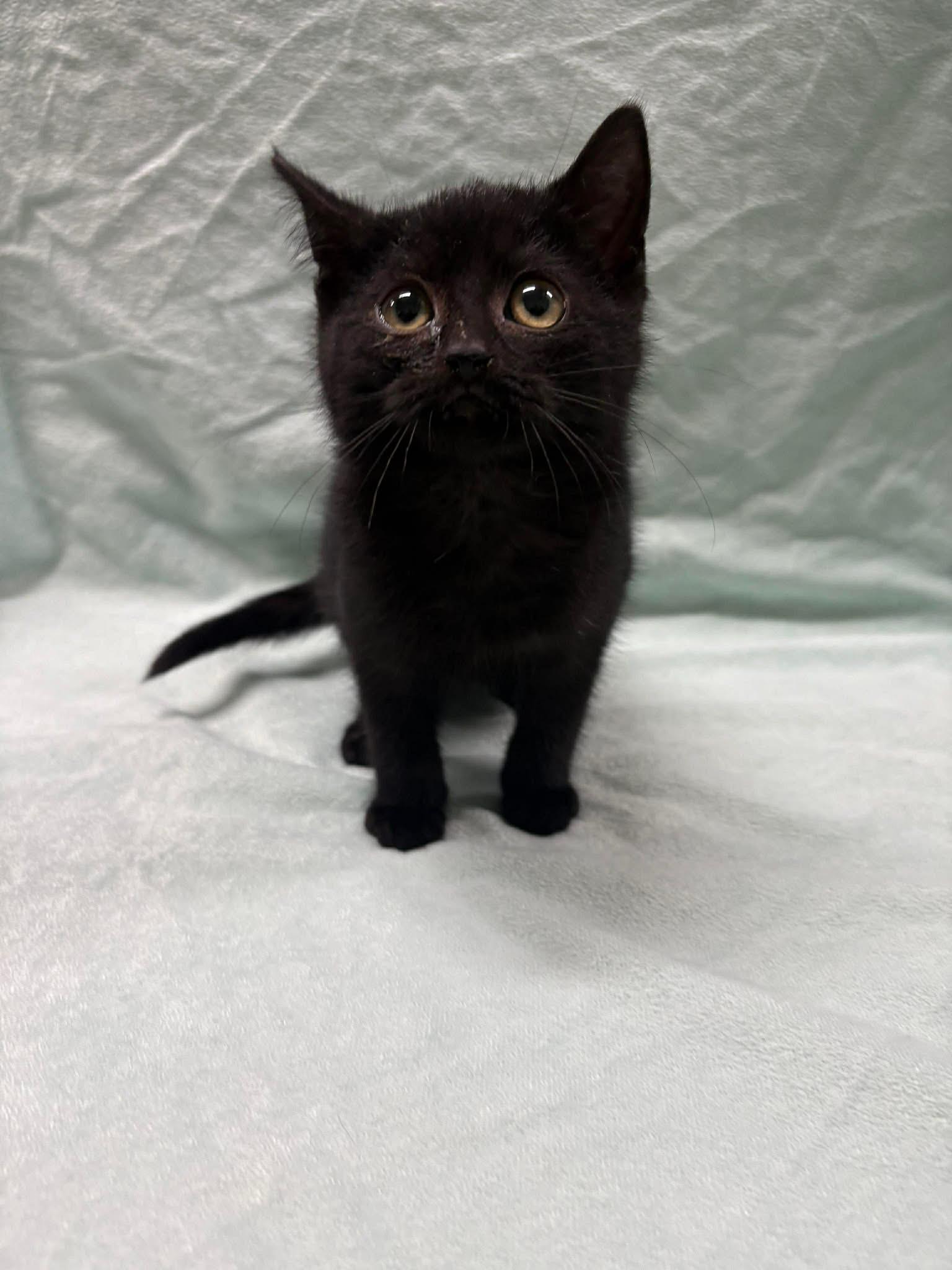 Enlarge SALEM, an adopted Domestic Short Hair in Tillsonburg, ON image 3/6