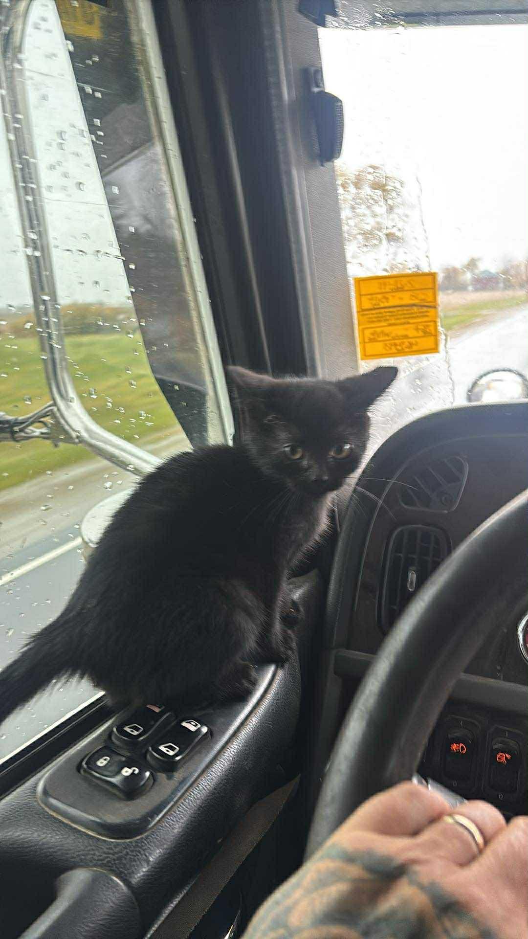 Enlarge SALEM, an adopted Domestic Short Hair in Tillsonburg, ON image 4/6