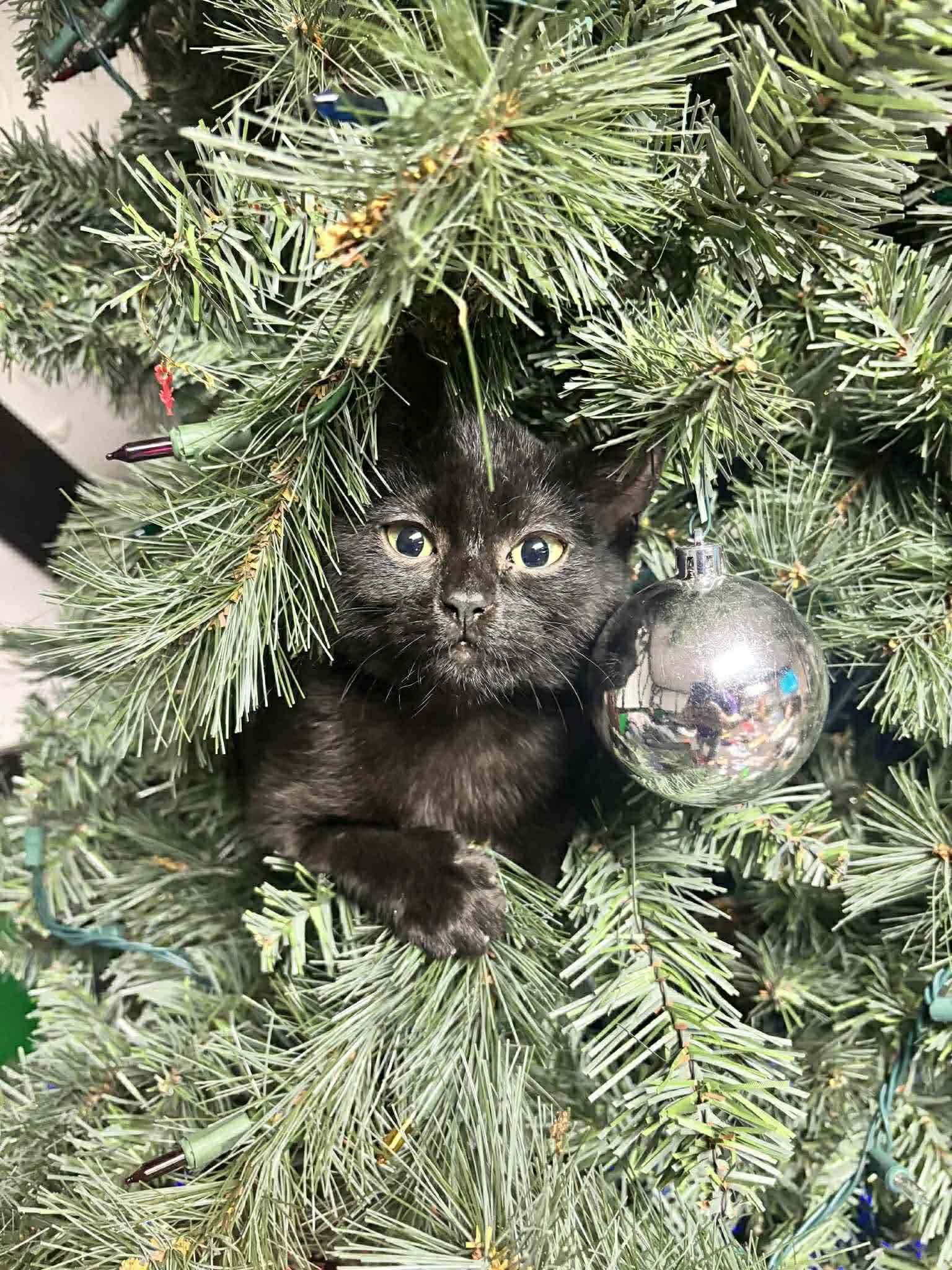 Enlarge SALEM, an adopted Domestic Short Hair in Tillsonburg, ON image 2/6