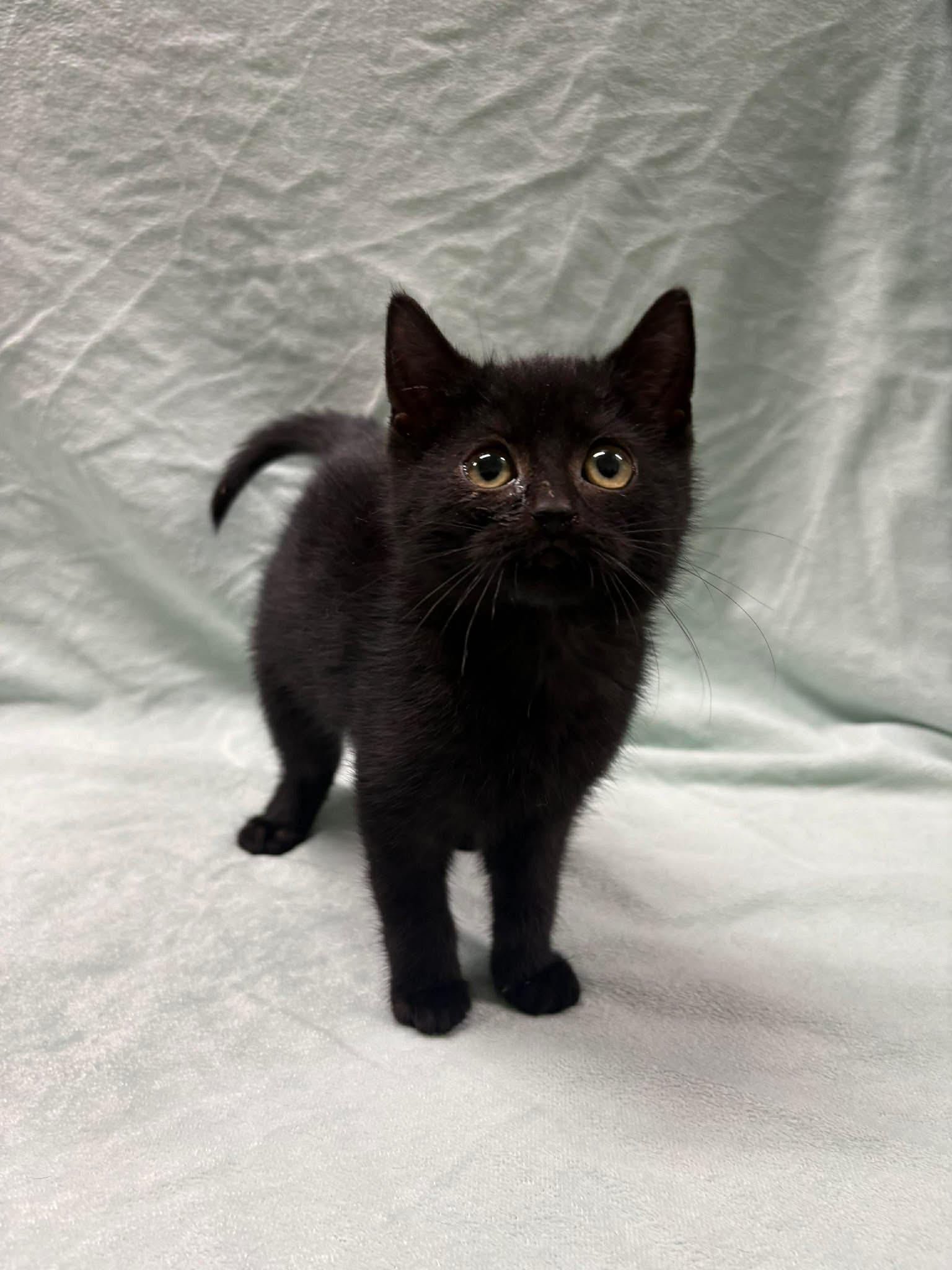 Enlarge SALEM, an adopted Domestic Short Hair in Tillsonburg, ON image 1/6