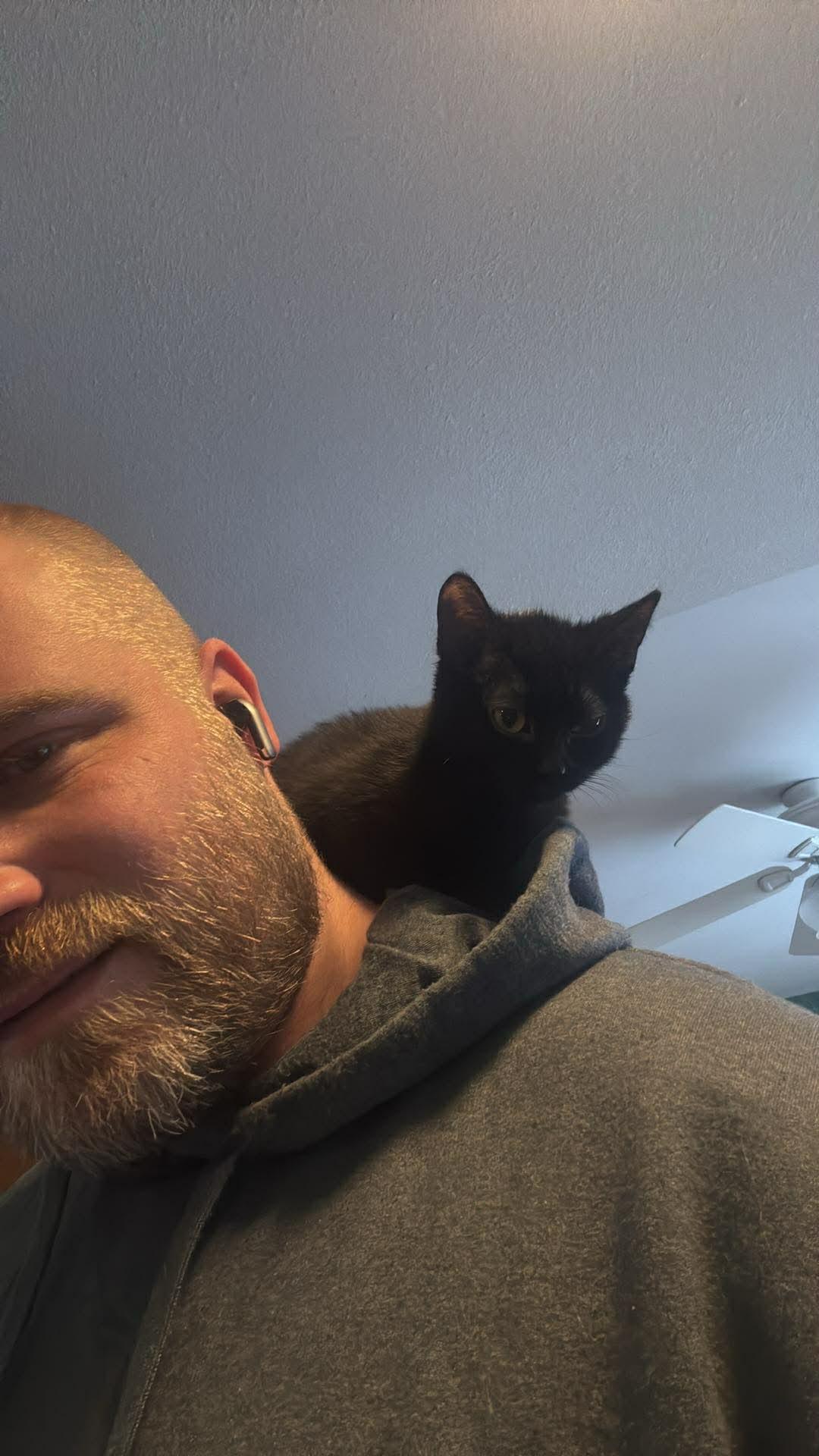 Enlarge SALEM, an adopted Domestic Short Hair in Tillsonburg, ON image 6/6