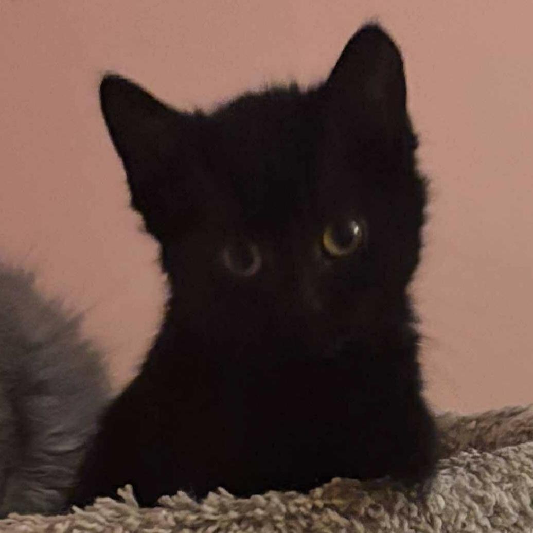Enlarge SALEM, an adopted Domestic Short Hair in Tillsonburg, ON image 5/6