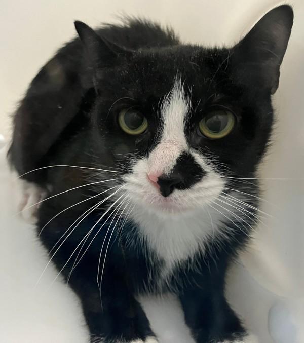 Mulberry, Adoptable, Young Female Domestic Short Hair.