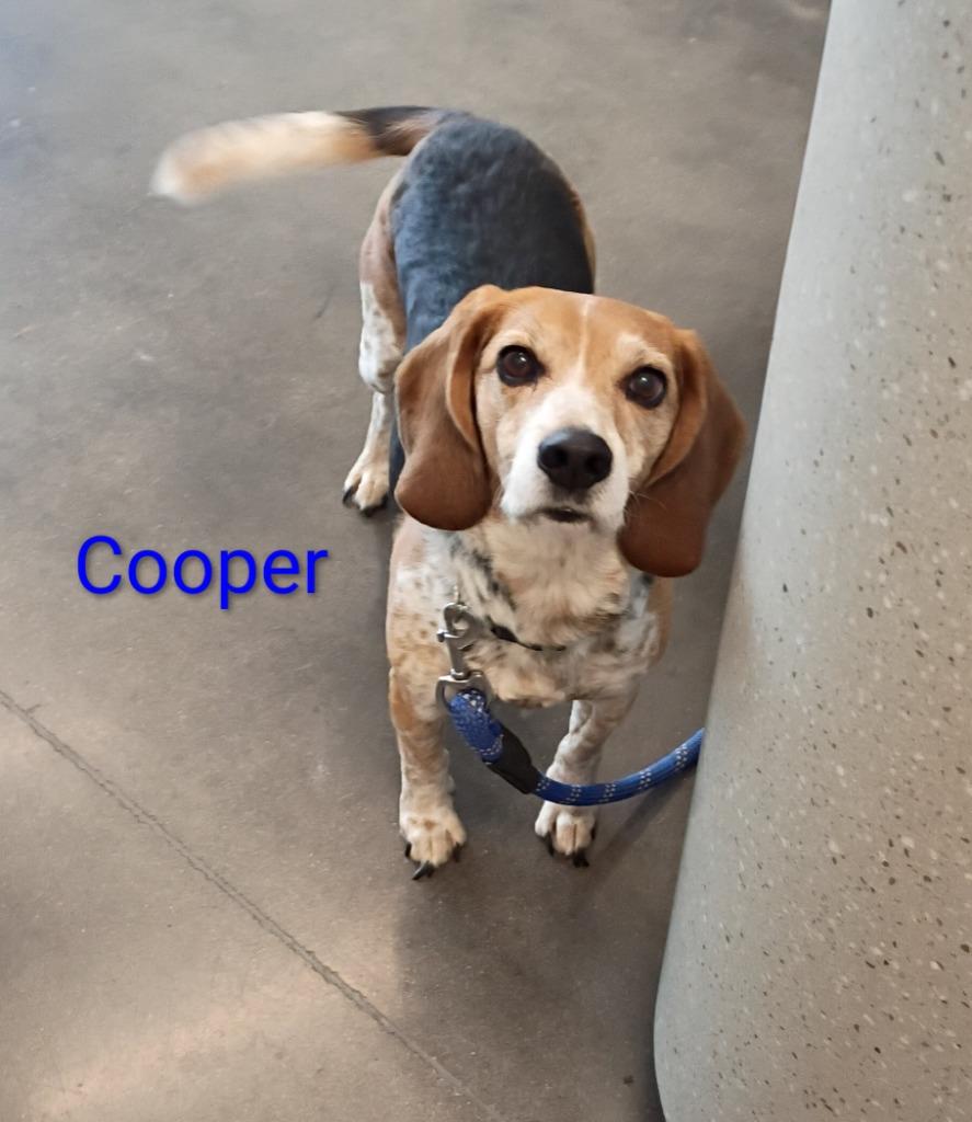 Enlarge Cooper, a Adoptable Beagle in Clarksville, TN image 1/1