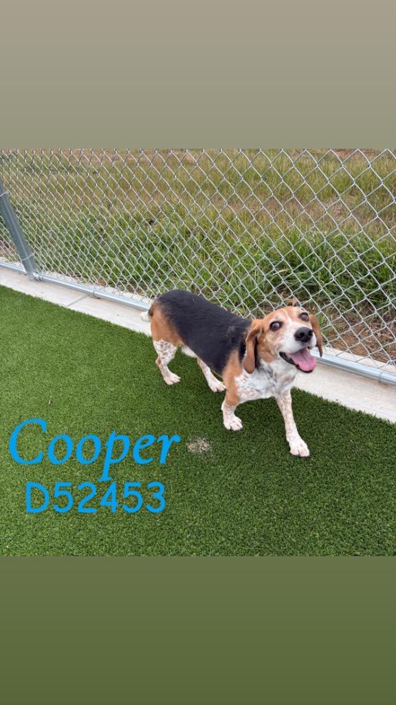Cooper, Adoptable, Adult Male Beagle.