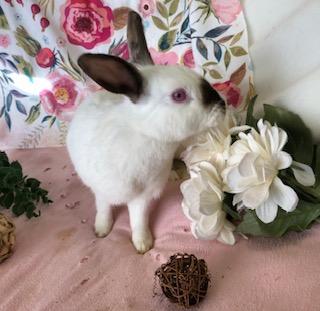 Cinnabar, Adoptable, Young Female Himalayan.