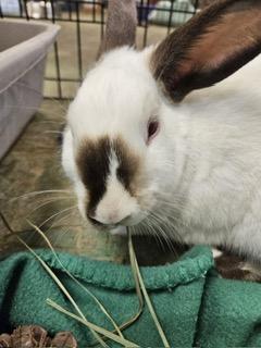 Cinnabar, Adoptable, Young Female Himalayan.