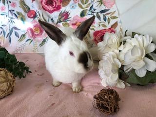Cinnabar, a Adoptable Himalayan in Oakland, CA image 3/5