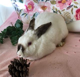 Cinnabar, a Adoptable Himalayan in Oakland, CA image 4/5