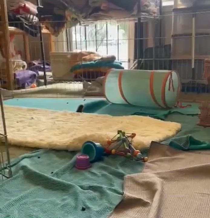 Enlarge Cinnabar, a Adoptable Himalayan in Oakland, CA video 5/5