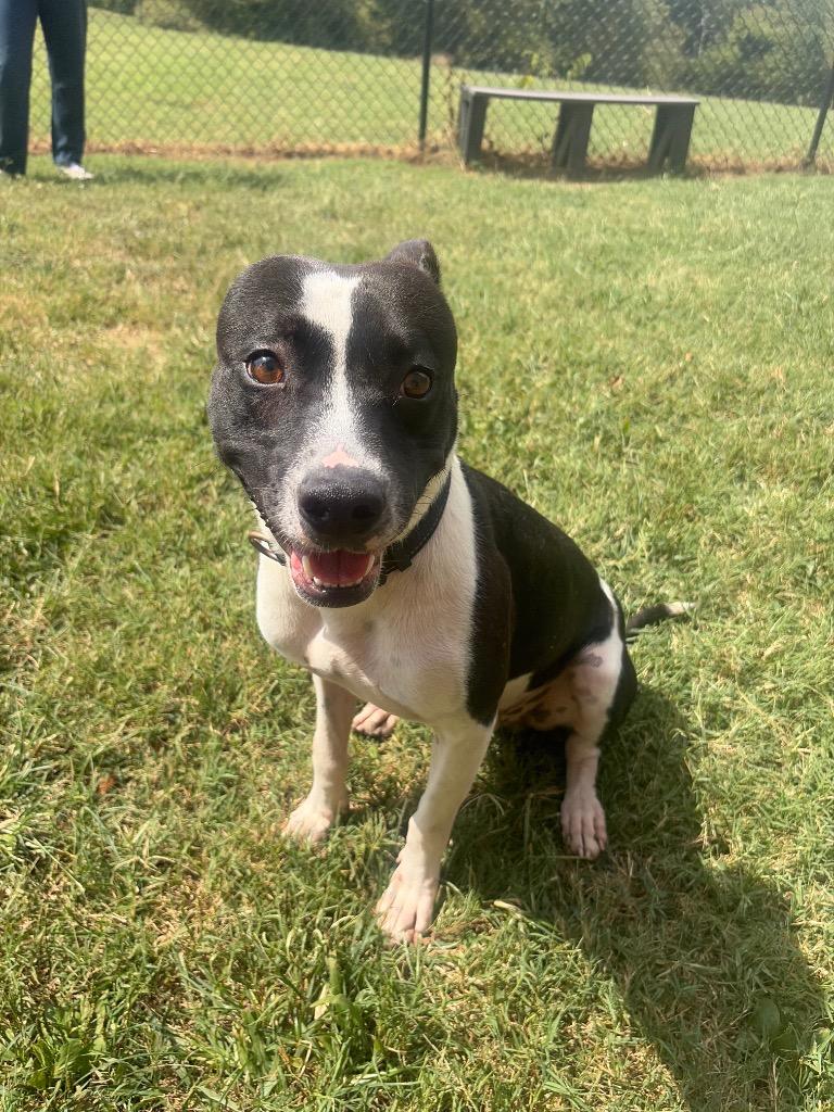 Enlarge Legend, a Adoptable mixed breed in Gallatin, TN image 2/2