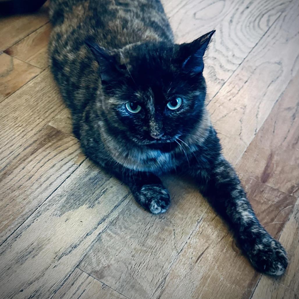 Mocha, a Adoptable Domestic Short Hair in Fort Worth, TX image 2/3