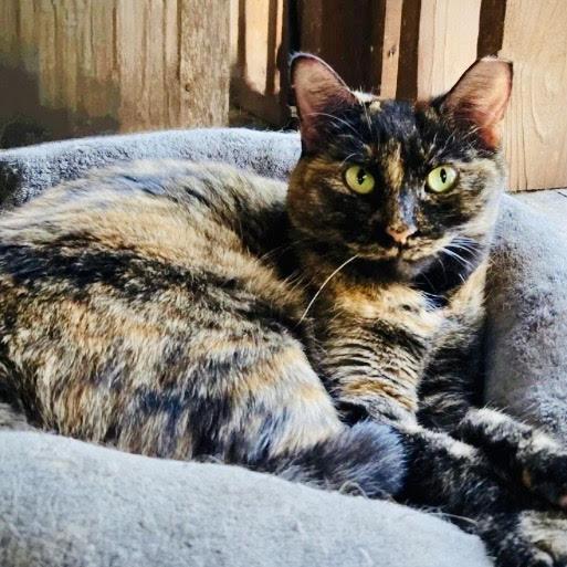 Mocha, Adoptable, Adult Female Domestic Short Hair.