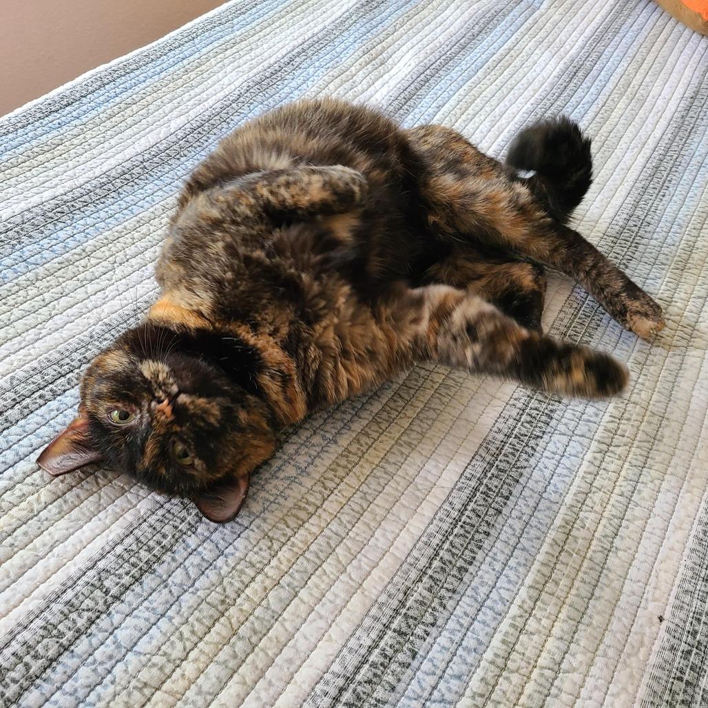 Mocha, a Adoptable Domestic Short Hair in Fort Worth, TX image 3/3