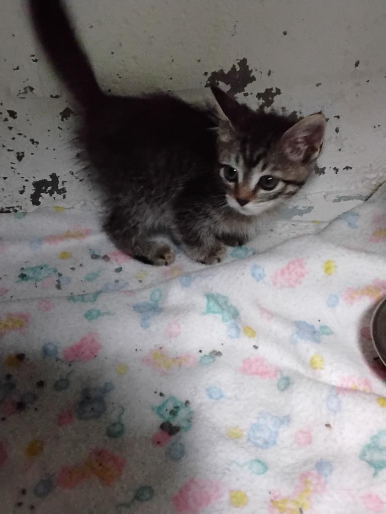 Dylan, Adopted, Kitten Female Domestic Short Hair.