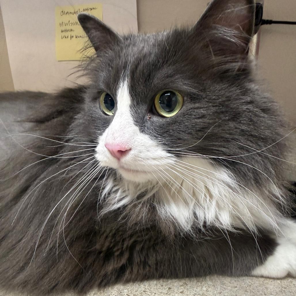 Thomas, a Adoptable Domestic Long Hair in Great Falls, MT image 1/2