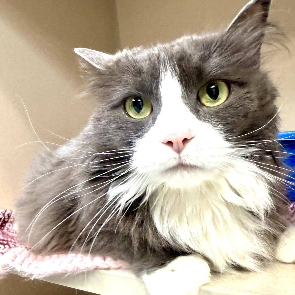 Thomas, a Adoptable Domestic Long Hair in Great Falls, MT image 2/2